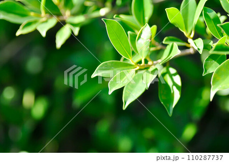 banyan tree or Ficus annulata or ficus bengalensis banyan tree or Ficus annulata or ficus bengalensis 110287737