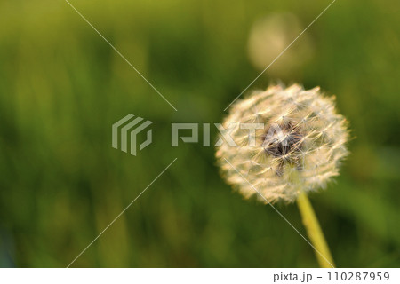A dandelion in the summer garden. Taraxacum officinale. A ripe dandelion. 110287959