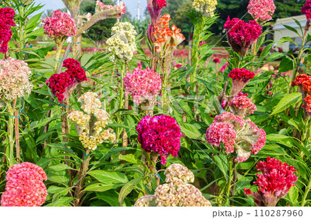 Multi-coloured velvety crested cocks comb flowers 110287960