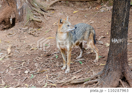 Jackal in a zoo 110287963
