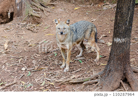Jackal in a zoo 110287964