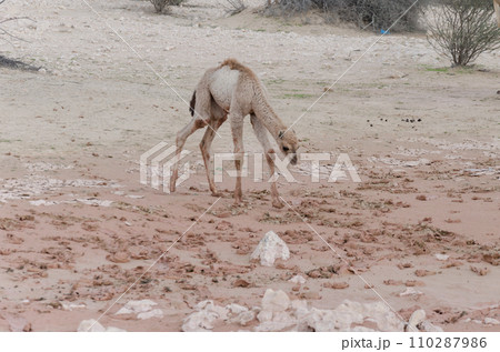 Newly born camel calf Newly born camel calf 110287986