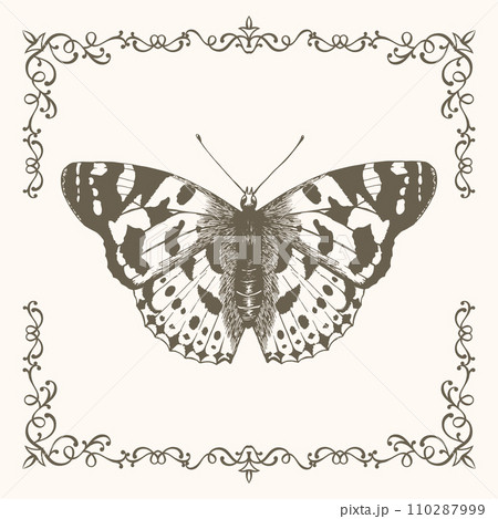 Hand drawn butterfly in a beautiful frame 110287999