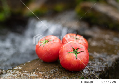 夏の採れたてトマト 110288206