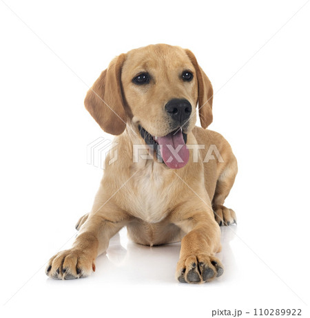 puppy labrado retriever 110289922