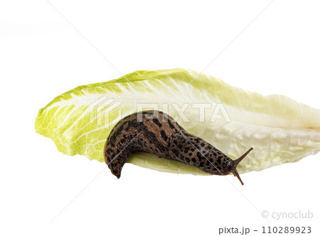 Limax maximus in studio 110289923