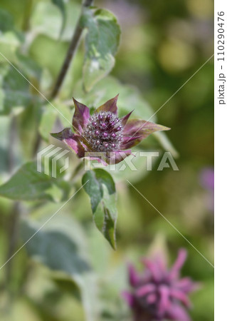 Bee balm Bee balm 110290476