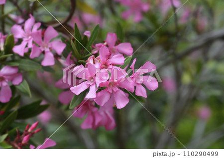 Common oleander Common oleander 110290499