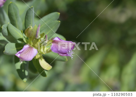 Myrtle-leaf milkwort 110290503
