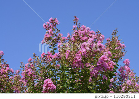 Crepe myrtle 110290511