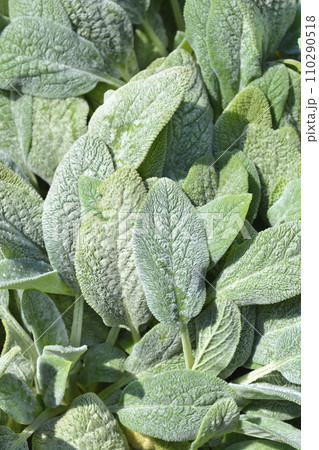 Lambs ears Silver Carpet 110290518