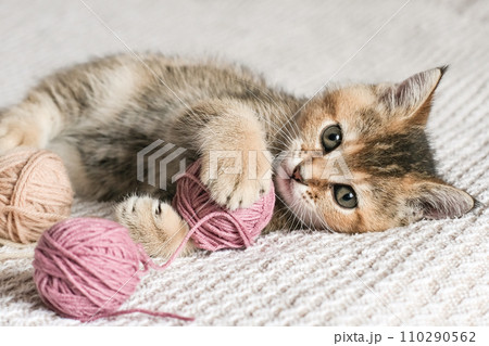 Cute Scottish Straight kitten playing with balls of yarn Cute Scottish Straight kitten playing with balls of yarn 110290562