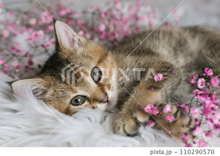 Cute Scottish Straight kitten and pink flowers on a white blanket. A small cat lies on a blanket and looks into the camera 110290570