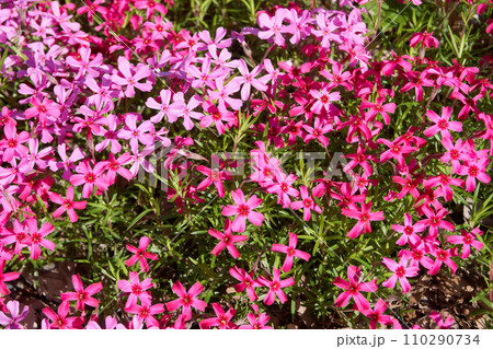 春の花畑に咲くシバザクラ 110290734