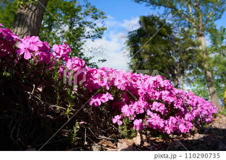 春の公園の花畑に咲くシバザクラ 春の公園の花畑に咲くシバザクラ 110290735