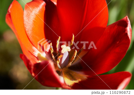 春の花畑に咲く赤色のチューリップ 春の花畑に咲く赤色のチューリップ 110290872