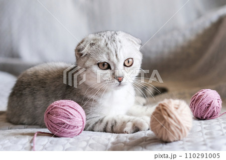 A cute tabby kitten sits with skeins of thread on the sofa. Cute scottish fold kitten and balls of yarn 110291005