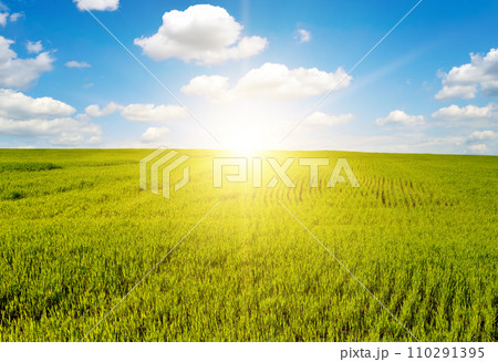 Beautiful sunrise on blue sky and green wheat field. Beautiful sunrise on blue sky and green wheat field. 110291395