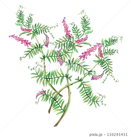 Mouse peas flowers watercolor floral illustration. Purple branch isolated on white background. Meadow wildflower botanical natural hand drawn. Leaves green lavender blossom realistic aquarelle plant Mouse peas flowers watercolor floral illustration. Purple branch isolated on white background. Meadow wildflower botanical natural hand drawn. Leaves green lavender blossom realistic aquarelle plant 110291431
