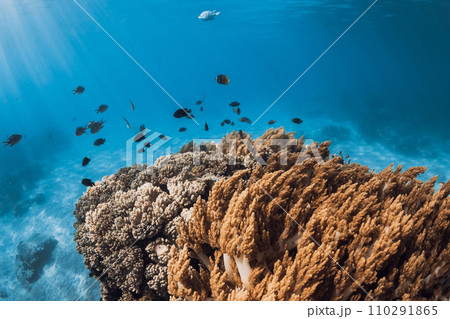 Tropical underwater world with corals and school of fishes in sea Tropical underwater world with corals and school of fishes in sea 110291865