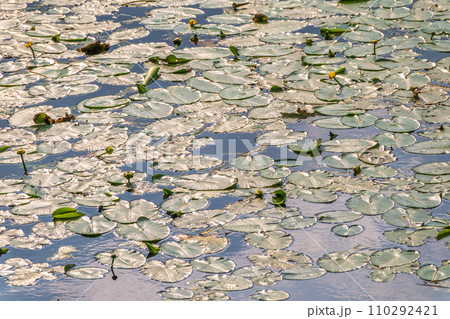 Yellow water lily flower, Nuphar lutea, blooming yellow among the green leaves on the water of the lake 110292421