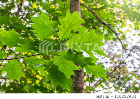 Branches of the northern red oak with green serrated leaves, summer background Branches of the northern red oak with green serrated leaves, summer background 110292433