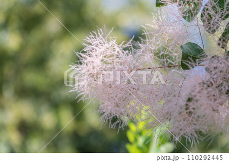 Interesting plant Cotinus coggygria, Rhus cotinus, smoke tree, smoke bush, Venetian sumach 110292445