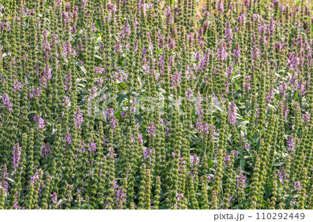 Close up of stachys officinalis, Betonica officinalis foliage. Close up of stachys officinalis, Betonica officinalis foliage. 110292449