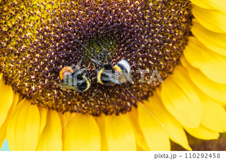 Close-up image of a bumblebee on a sunflower, flower pollen on a bee, no people, macro photography 110292458
