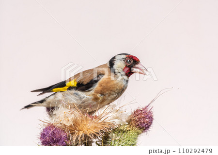 European goldfinch, feeding on the seeds of thistles. Carduelis carduelis. 110292479