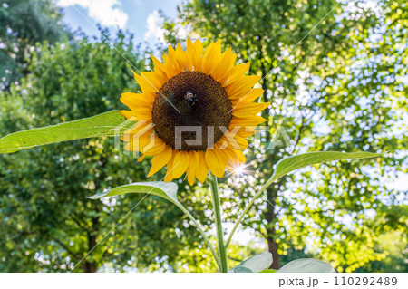 Setting sun over field of blooming sunflowers. Bright photo of sunflowers in bloom and rays of sun right behind them Setting sun over field of blooming sunflowers. Bright photo of sunflowers in bloom and rays of sun right behind them 110292489