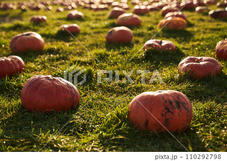Big ripe pumpkins in pumpkin patch, surrounded by numerous of pumpkins at sunny day. Close up view of numerous of orange pumpkins in field, with blurred background. Concept of harvesting, fall.  110292798
