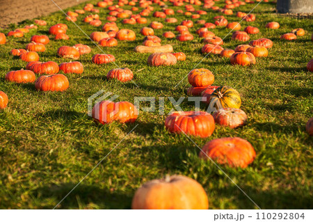 Autumn rural landscape with big pumpkins on grass field. Lots of ripe, shaped pumpkins sitting in grass in autumn morning. Concept of harvesting, seasonal vegetables, Halloween. 110292804