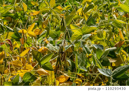 Soybean pods, close up. Agricultural soy plantation on the sunny field bokeh background. Soy bean plant in sunny field 110293430