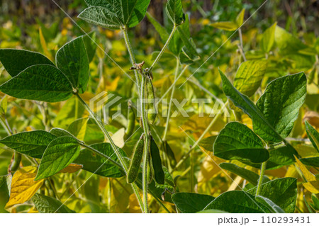 Soy beans grow in the field. Selective focus. Nature 110293431