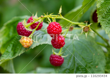 branch of ripe raspberries in a garden branch of ripe raspberries in a garden 110293434