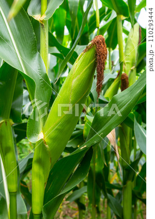 corn cob on a field in summer 110293444