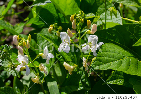Plants of the kidney bean with flowers and young ripening pods on a plantation, view from the bottom Plants of the kidney bean with flowers and young ripening pods on a plantation, view from the bottom 110293467