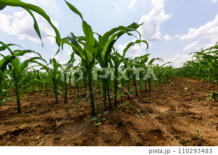 Young corn plants growing on the field on a sunny day. Selective focus 110293483