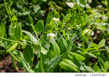 Flowering green peas and beetle pest pea weevil bruchus Flowering green peas and beetle pest pea weevil bruchus 110293487