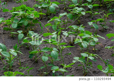 Young green soybean leaves in the field Young green soybean leaves in the field 110293494