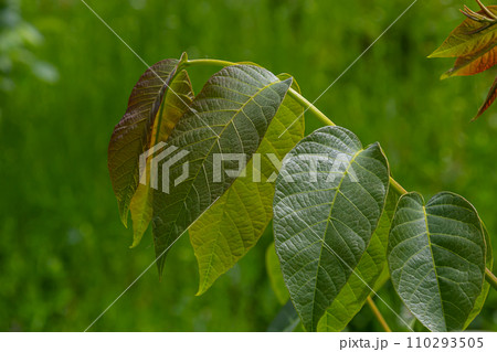 Natural background with walnut leaf Natural background with walnut leaf 110293505