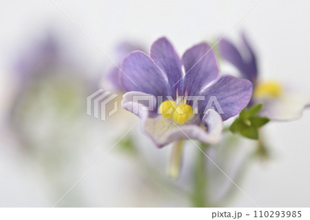 ネメシア ネメシア 110293985