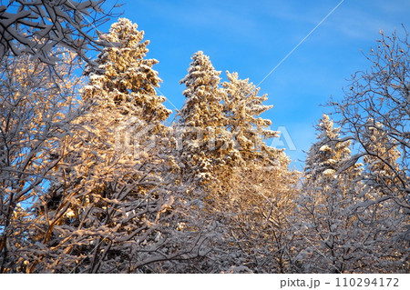 Spruce Picea is a coniferous evergreen tree of the Pine family Pinaceae. Evergreen trees. Common spruce, or Norway spruce Picea abies is widespread in northern Europe. Snowy winter coniferous forest. 110294172