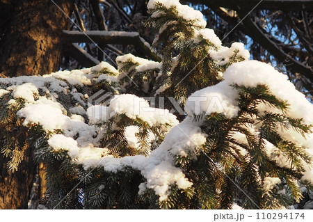 Spruce Picea is a coniferous evergreen tree of the Pine family Pinaceae. Evergreen trees. Common spruce, or Norway spruce Picea abies is widespread in northern Europe. Snowy winter coniferous forest. 110294174