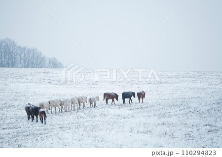 冬の道産子 110294823