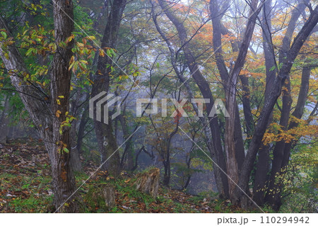 岩手県北上市　紅葉の樺山遺跡 110294942