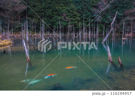 一ノ俣桜公園 110294957