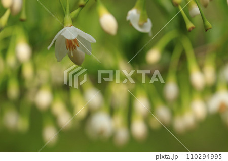 春の森景色　エゴノキの白い花 110294995