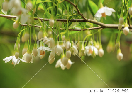 春の森景色　エゴノキの白い花と蕾 110294996
